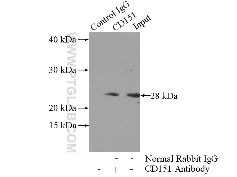 Immunoprecipitation (IP) experiment of mouse spleen tissue using CD151 Polyclonal antibody (10418-1-AP)