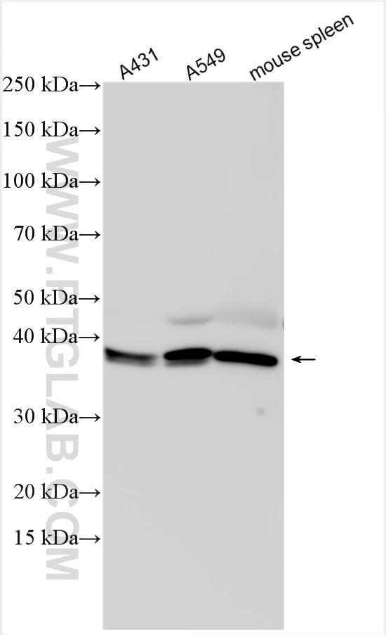 Western Blot (WB) analysis of various lysates using CD151 Polyclonal antibody (10418-1-AP)