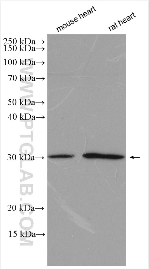 Western Blot (WB) analysis of various lysates using CD151 Polyclonal antibody (27816-1-AP)