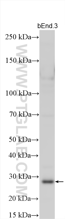 Western Blot (WB) analysis of various lysates using CD151 Polyclonal antibody (27816-1-AP)