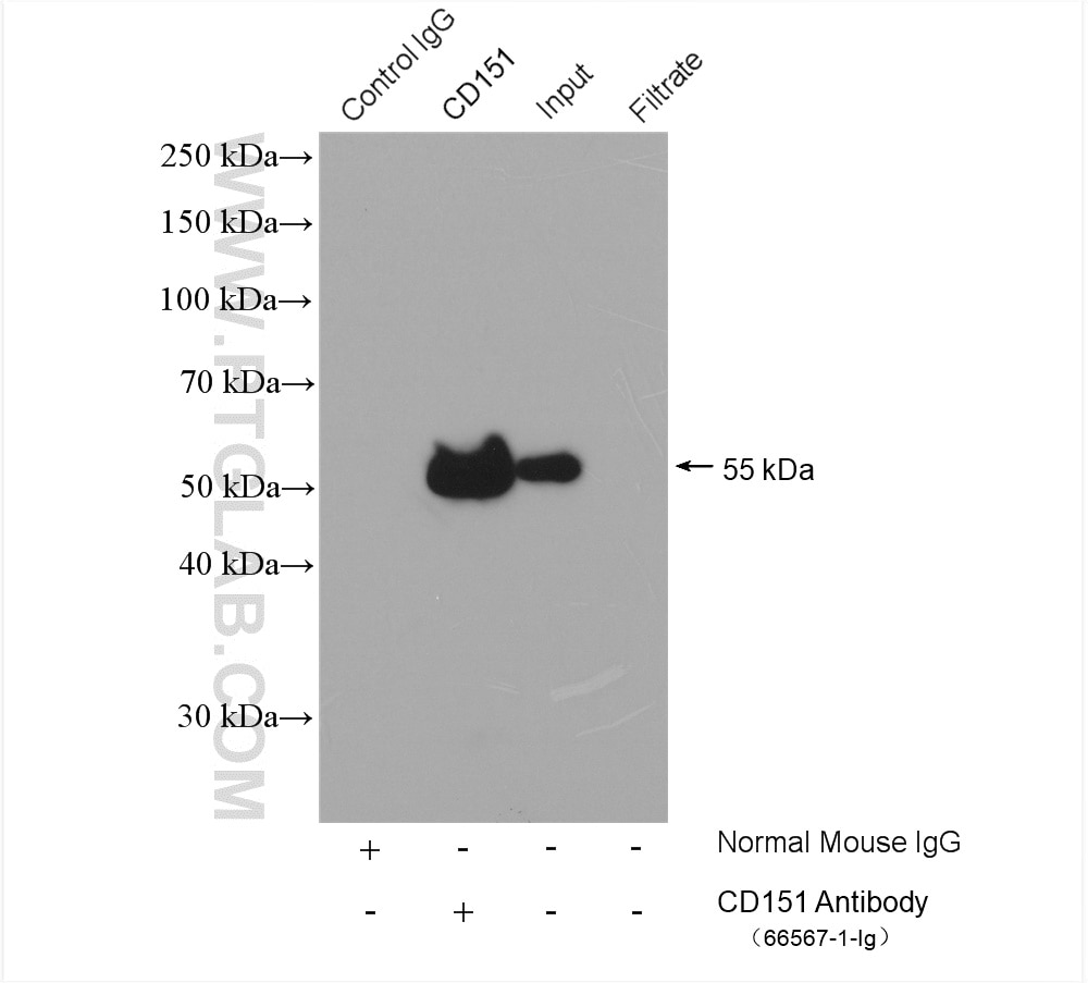Immunoprecipitation (IP) experiment of human placenta tissue using CD151 Monoclonal antibody (66567-1-Ig)