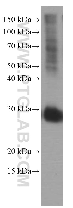Western Blot (WB) analysis of human placenta tissue using CD151 Monoclonal antibody (66567-1-Ig)
