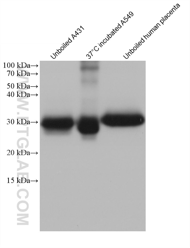 Western Blot (WB) analysis of various lysates using CD151 Monoclonal antibody (66567-1-Ig)