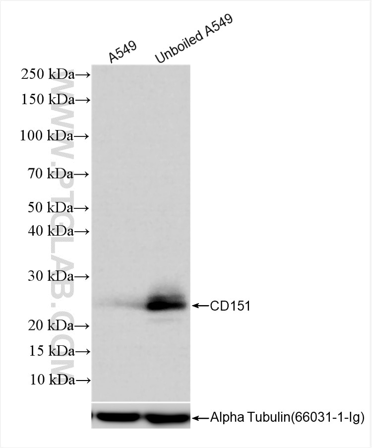 CD151