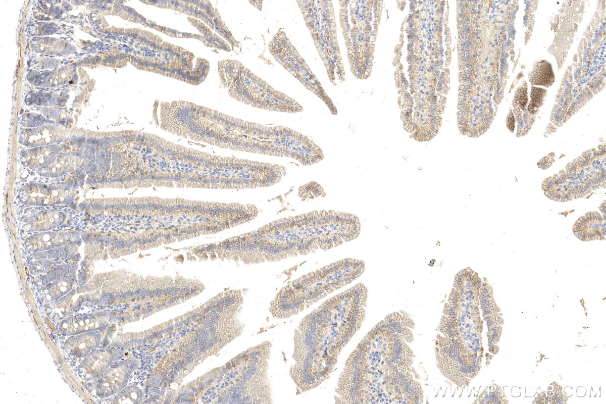 Immunohistochemistry (IHC) staining of mouse small intestine tissue using CD155/PVR Polyclonal antibody (31447-1-AP)