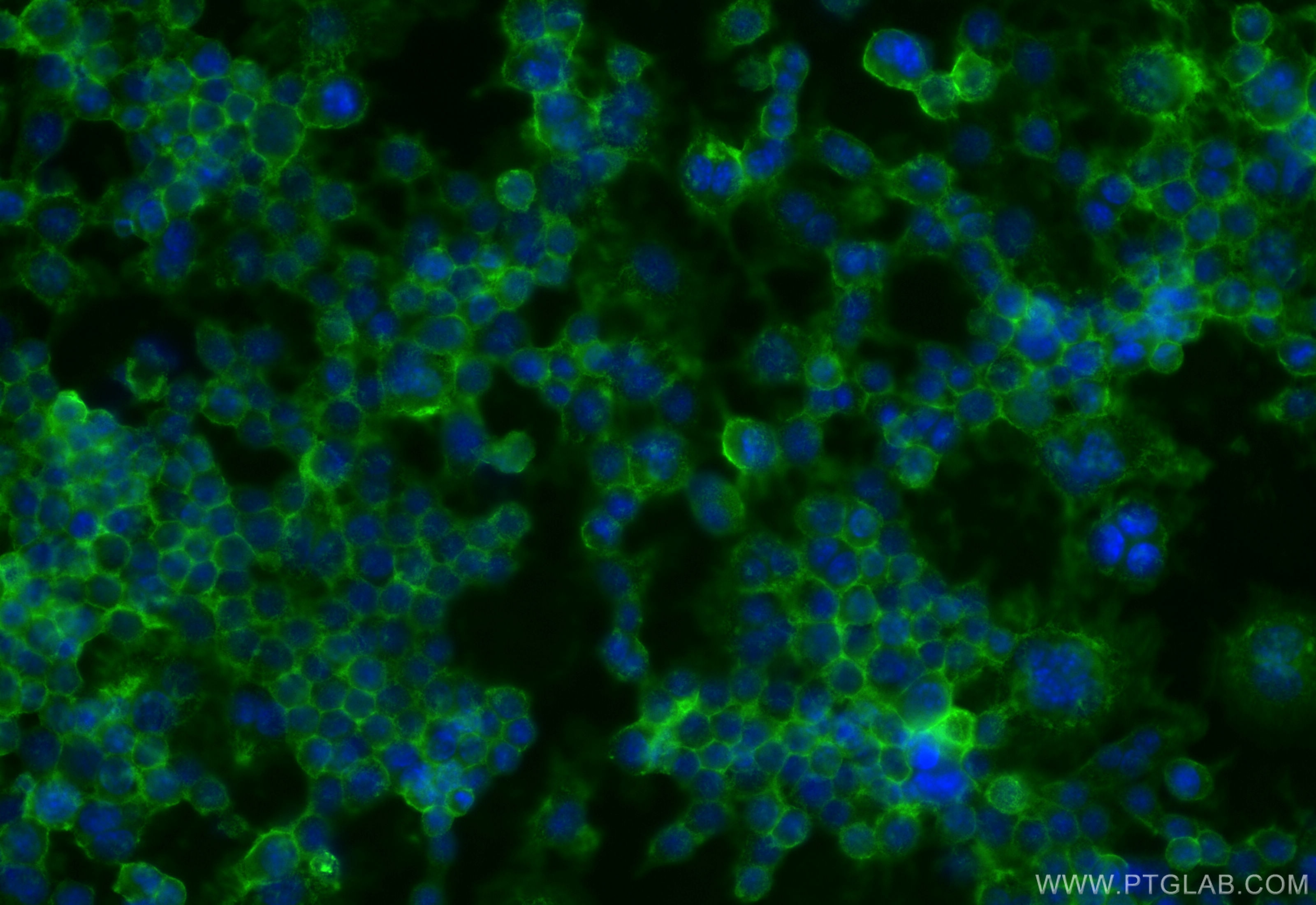 Immunofluorescence (IF) / fluorescent staining of RAW 264.7 cells using CD155/PVR Recombinant antibody (83724-6-RR)