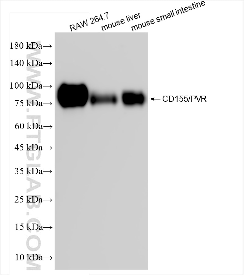 Western Blot (WB) analysis of various lysates using CD155/PVR Recombinant antibody (83724-6-RR)