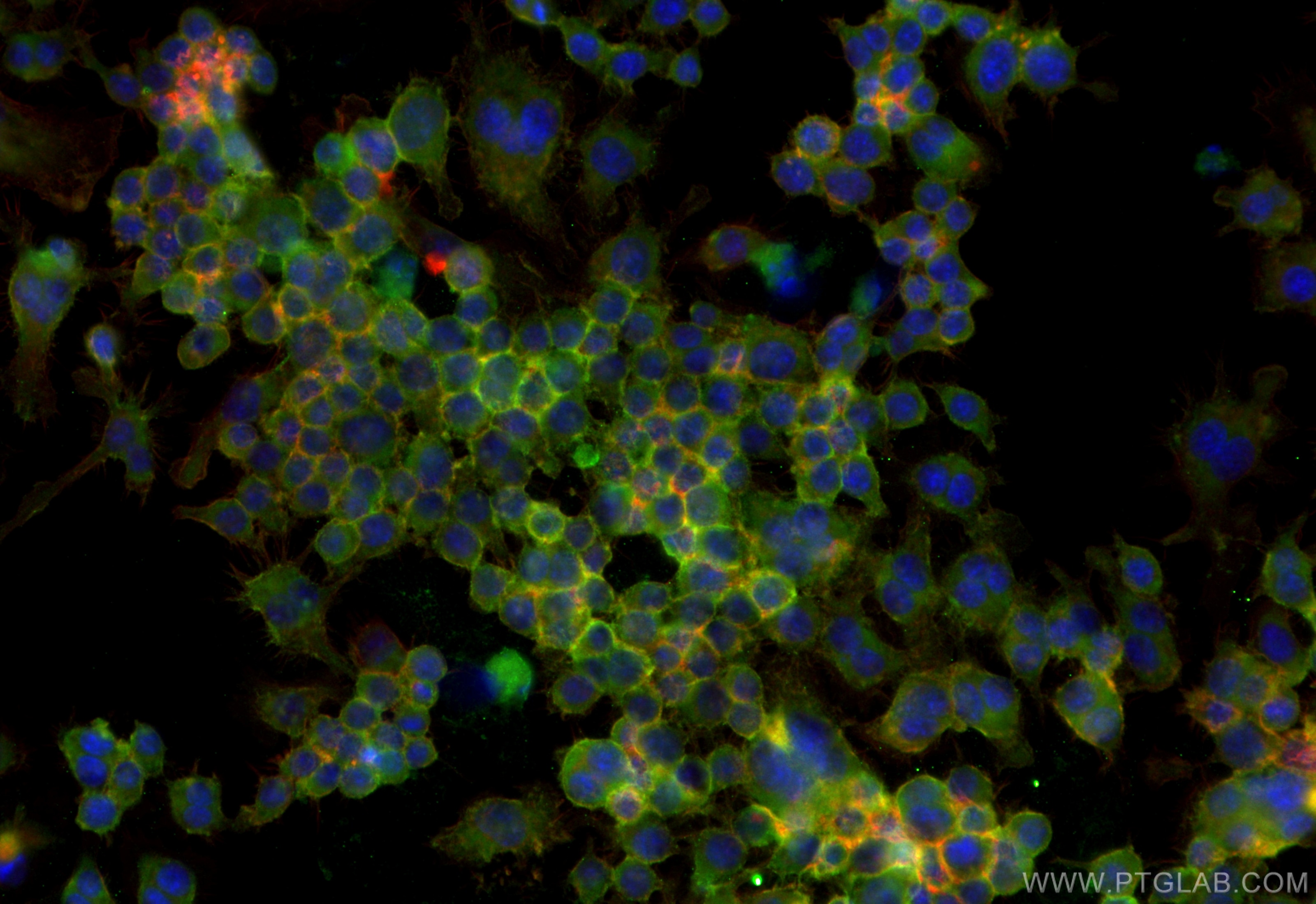 Immunofluorescence (IF) / fluorescent staining of RAW 264.7 cells using CoraLite® Plus 488-conjugated CD155/PVR Recombinan (CL488-83724-6)