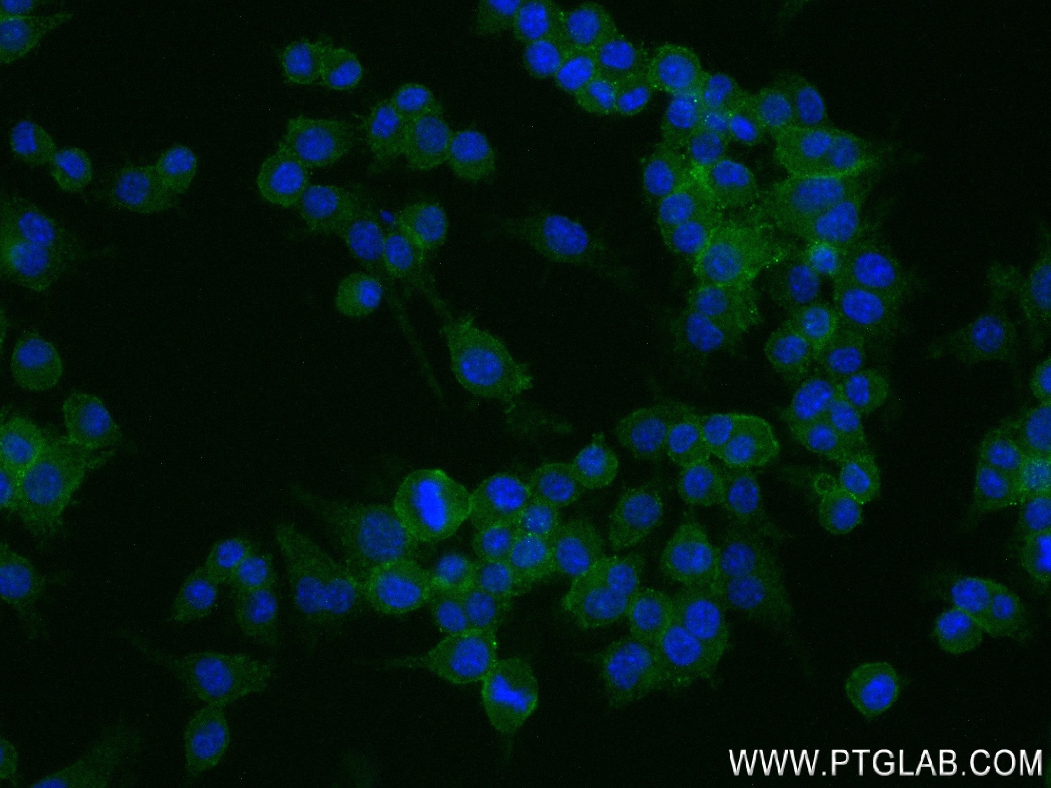 Immunofluorescence (IF) / fluorescent staining of RAW 264.7 cells using CD157 Recombinant antibody (84417-5-RR)