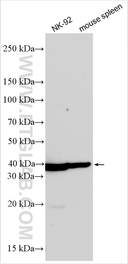 Western Blot (WB) analysis of various lysates using CD158K/KIR3DL2 Polyclonal antibody (33010-1-AP)