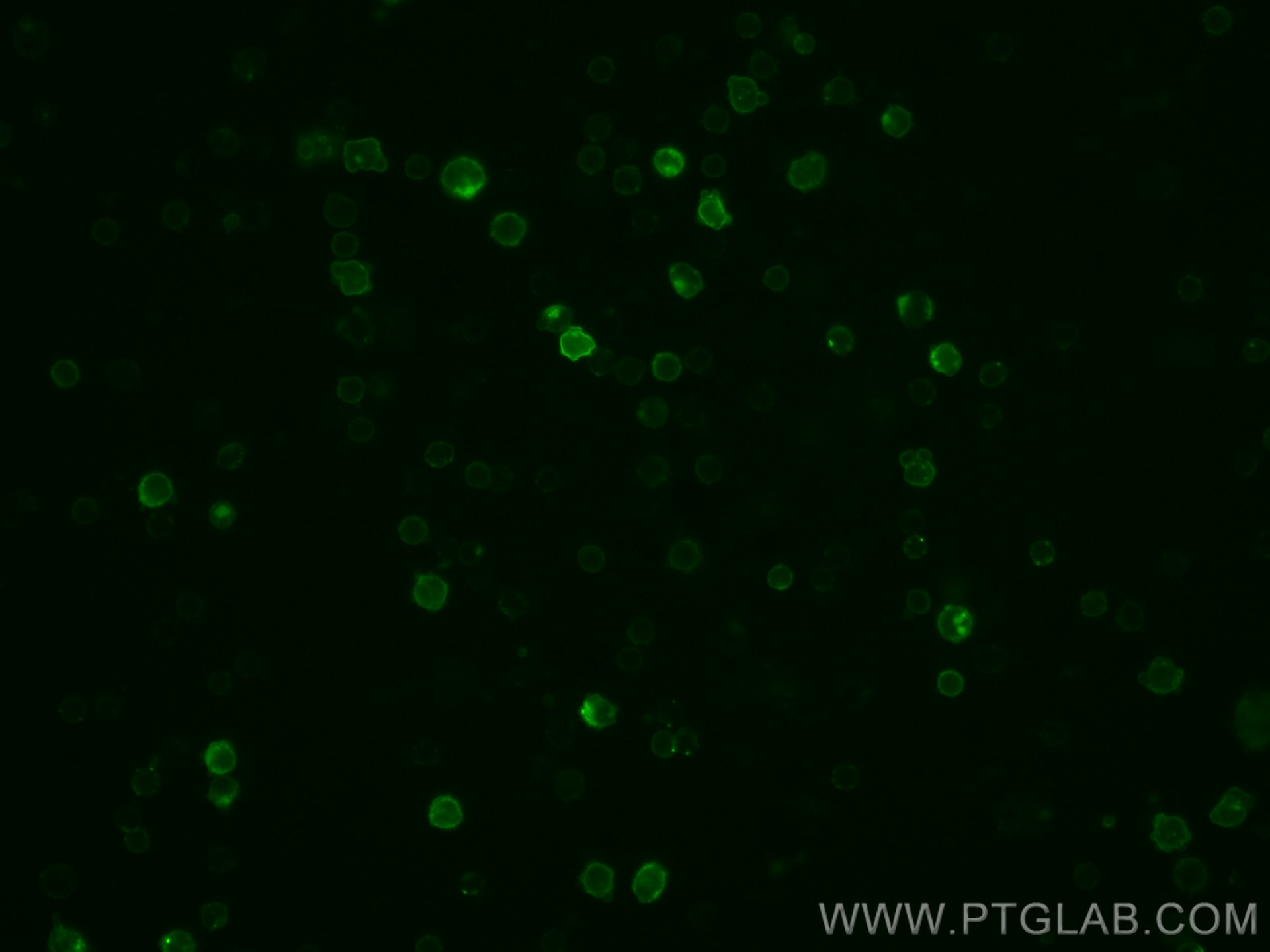 Immunofluorescence (IF) / fluorescent staining of mouse splenocytes using CoraLite® Plus 488 Anti-Mouse CD16/32 (93) (CL488-65057)