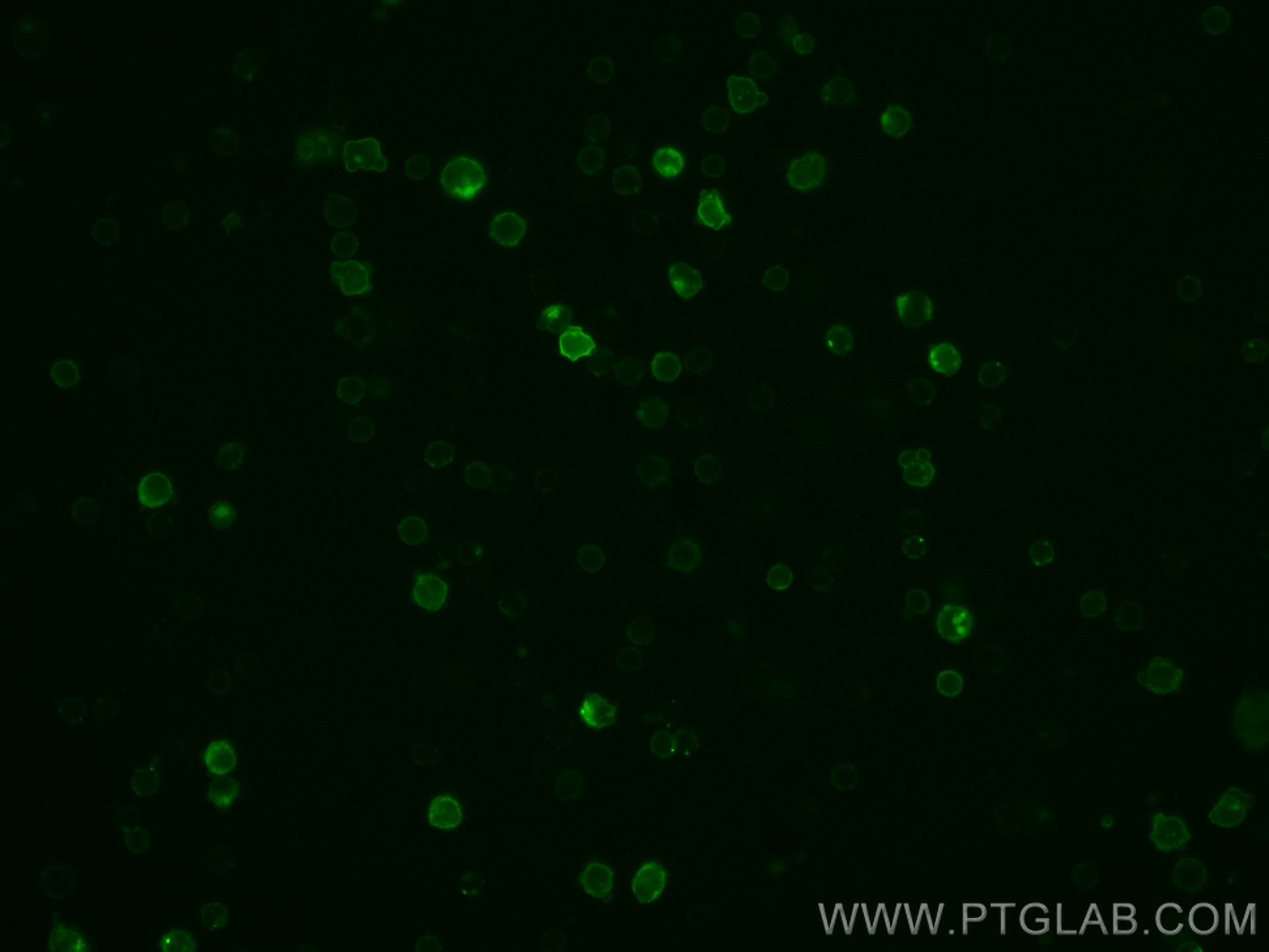 IF Staining of mouse splenocytes using CL488-65057