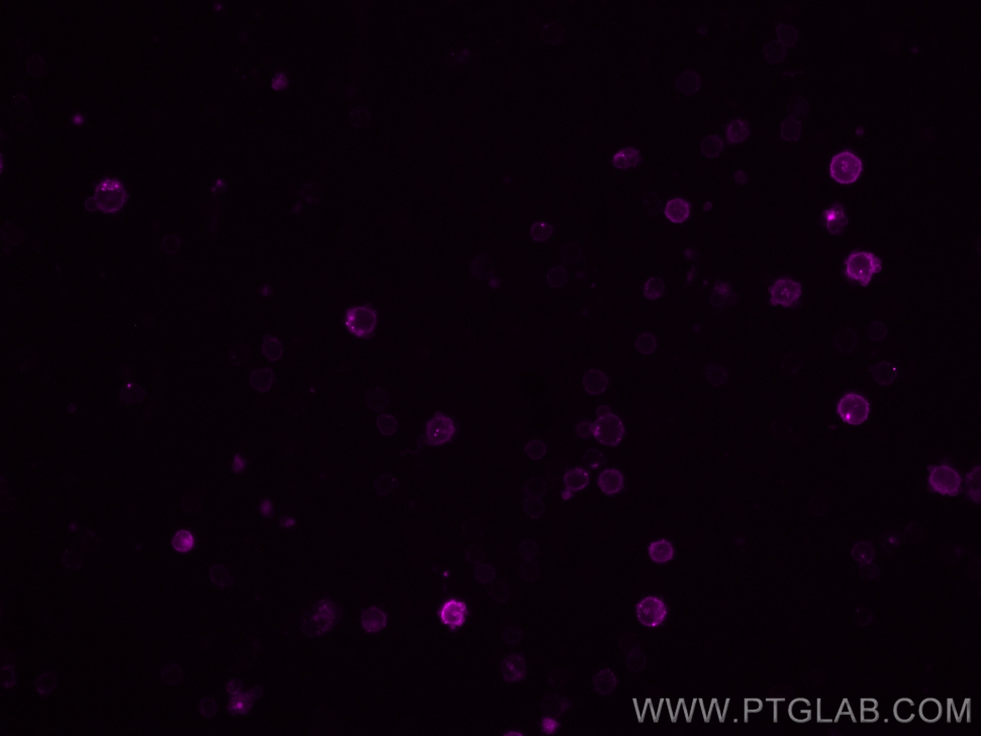 IF Staining of mouse splenocytes using CL647-65057