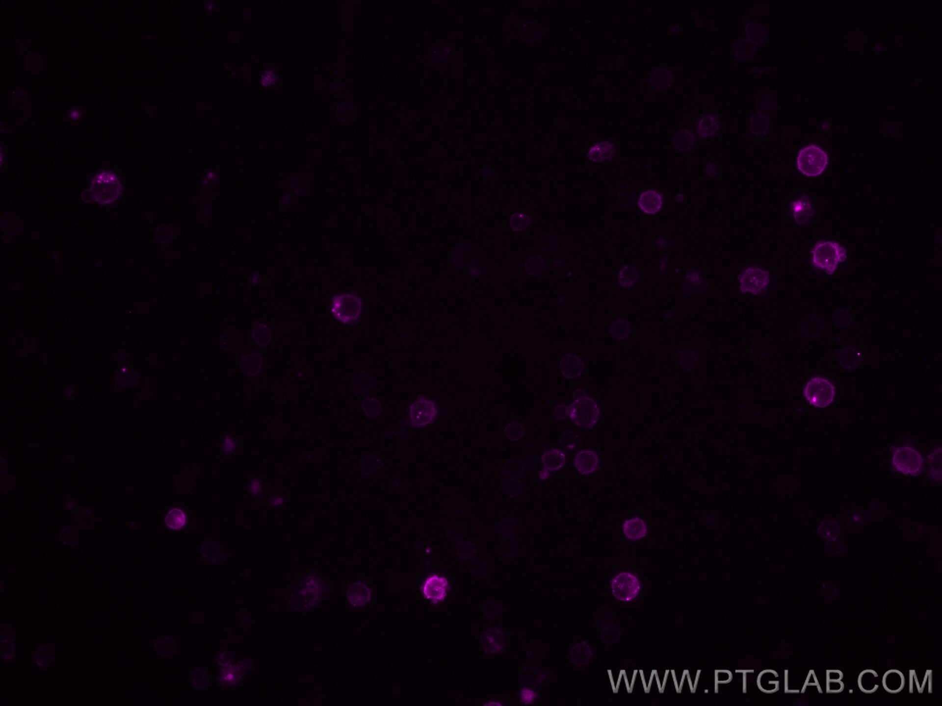 Immunofluorescence (IF) / fluorescent staining of mouse splenocytes using CoraLite® Plus 647 Anti-Mouse CD16/32 (93) (CL647-65057)