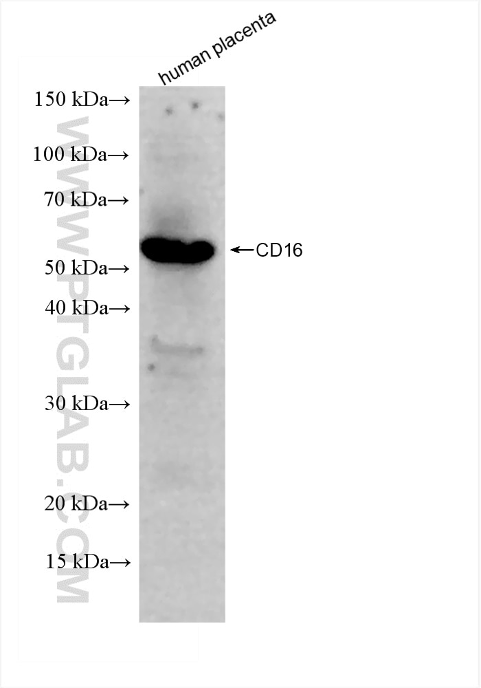 Western Blot (WB) analysis of human placenta tissue using CD16 Recombinant antibody (83110-1-RR)