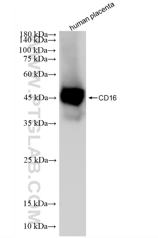 Western Blot (WB) analysis of human placenta tissue using CD16 Recombinant monoclonal antibody (83110-2-RR)