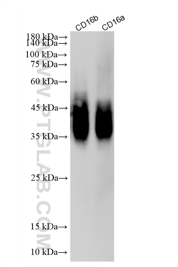 Western Blot (WB) analysis of various lysates using CD16 Recombinant monoclonal antibody (83110-2-RR)