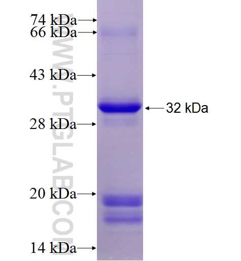CD16 fusion protein Ag9712 SDS-PAGE
