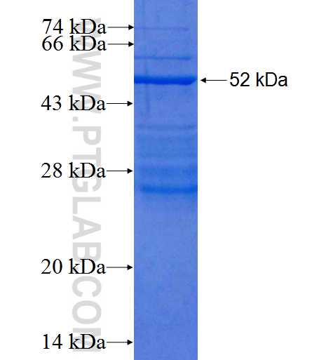 CD16 fusion protein Ag9787 SDS-PAGE