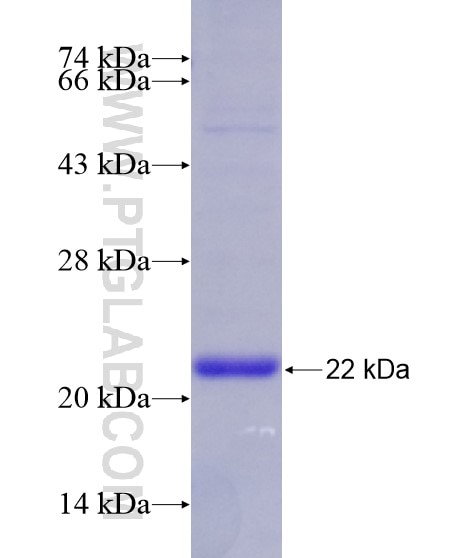 CD160 fusion protein Ag28606 SDS-PAGE