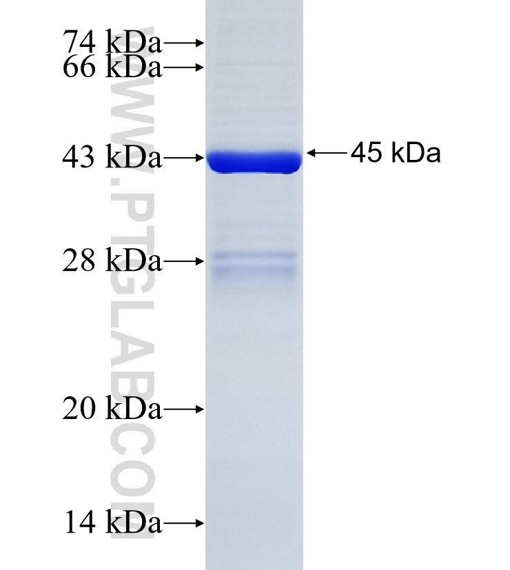 CD160 fusion protein Ag1754 SDS-PAGE