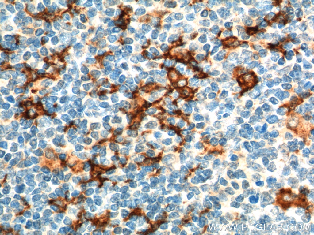 CD163 Polyclonal antibody