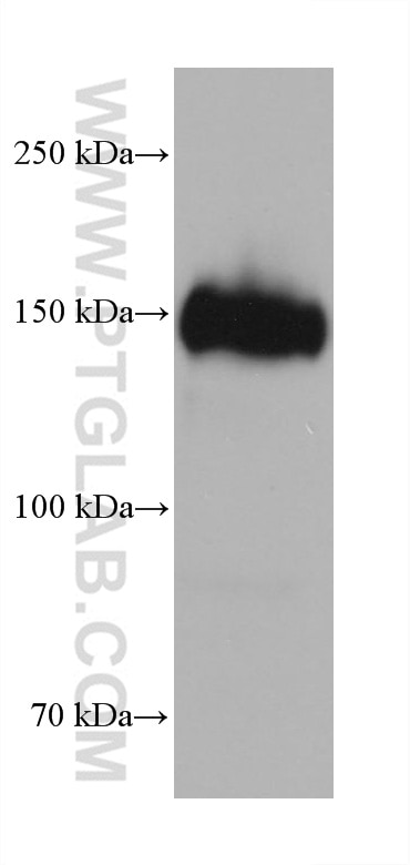 Western Blot (WB) analysis of human placenta tissue using CD163 Monoclonal antibody (68218-1-Ig)