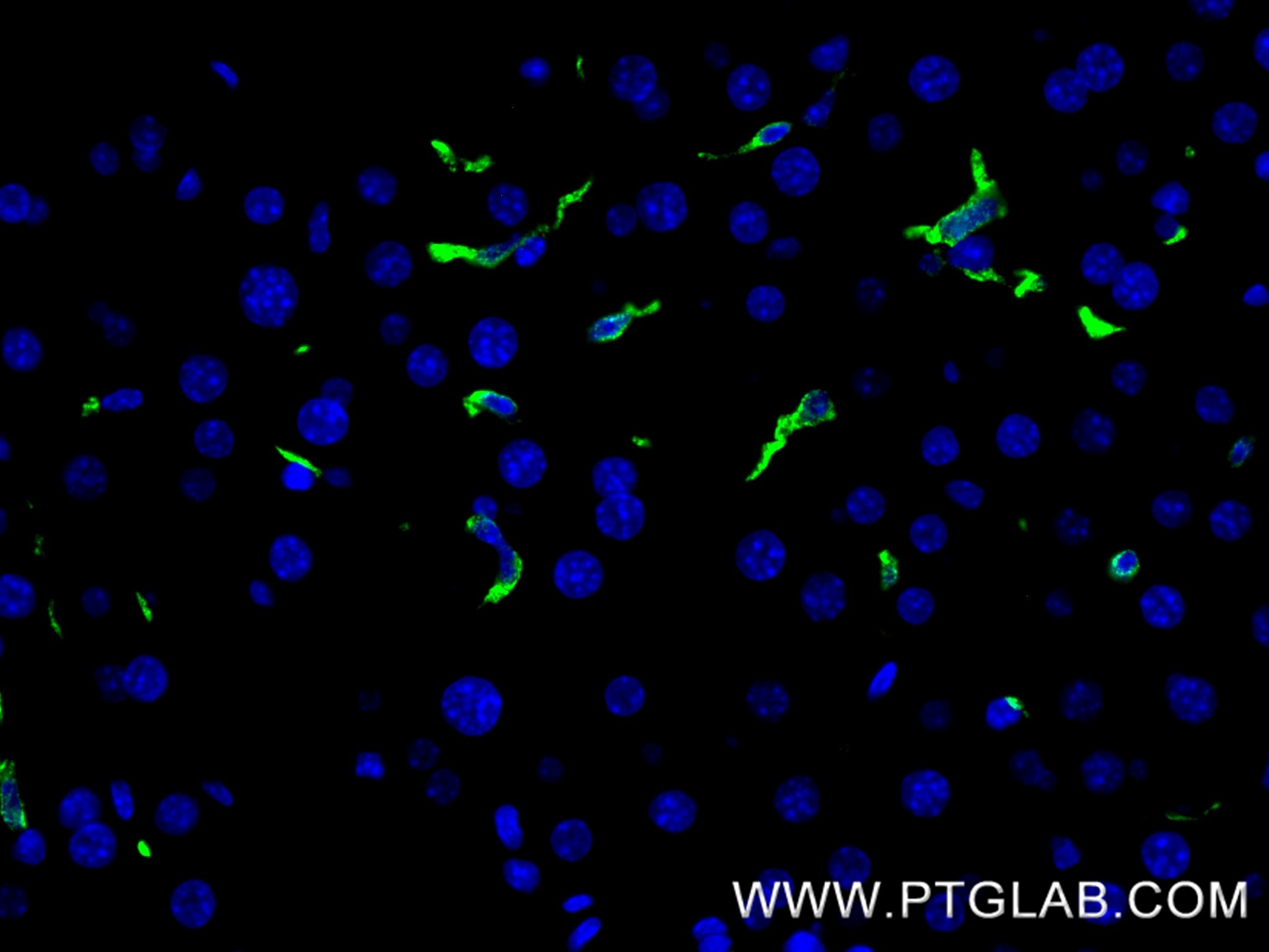 IF Staining of mouse liver using 83285-4-RR Immunofluorescence (IF) / fluorescent staining of mouse liver tissue using CD163 Recombinant monoclonal antibody (83285-4-RR)