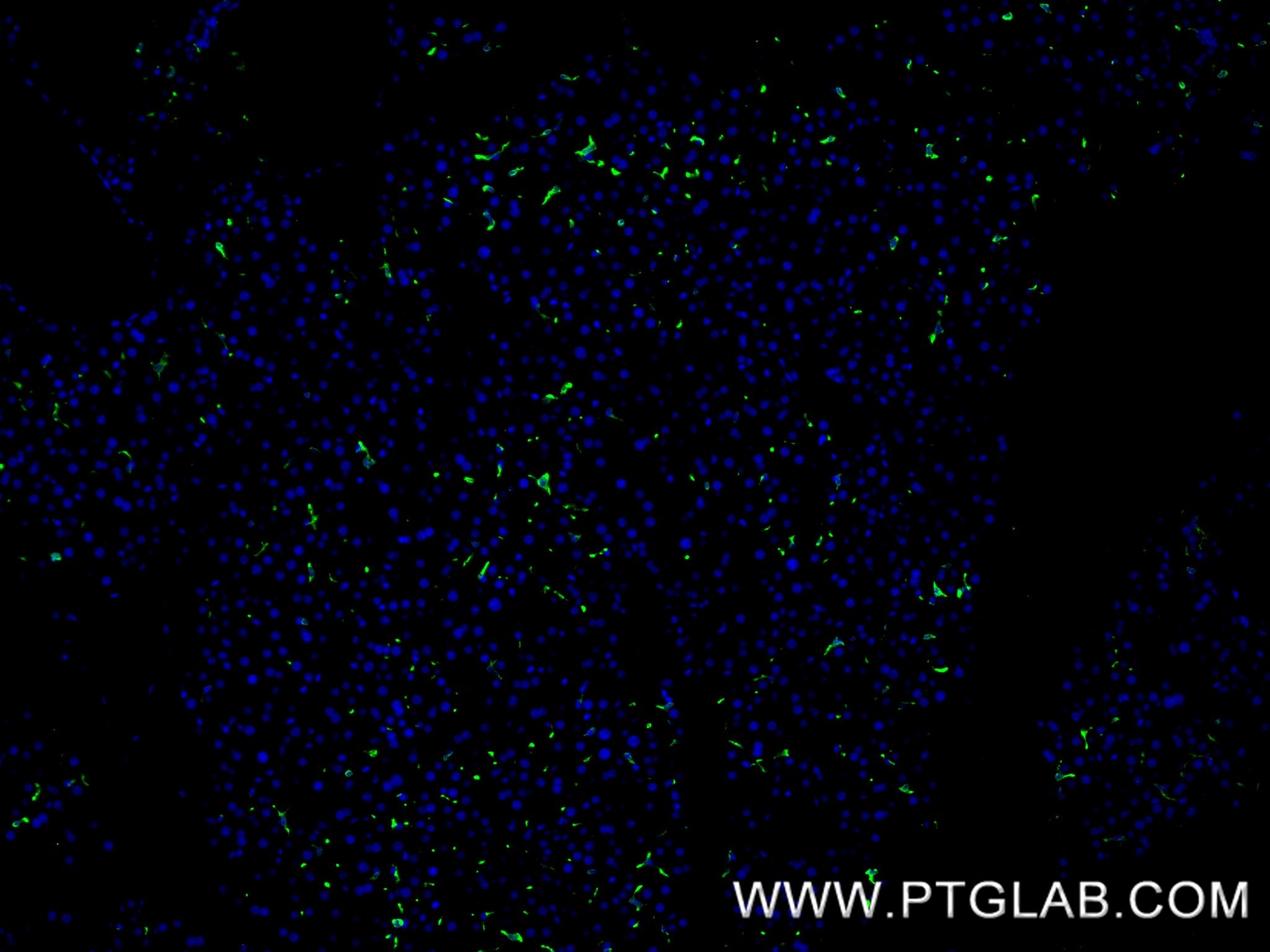 IF Staining of mouse liver using 83285-4-RR Immunofluorescence (IF) / fluorescent staining of mouse liver tissue using CD163 Recombinant monoclonal antibody (83285-4-RR)