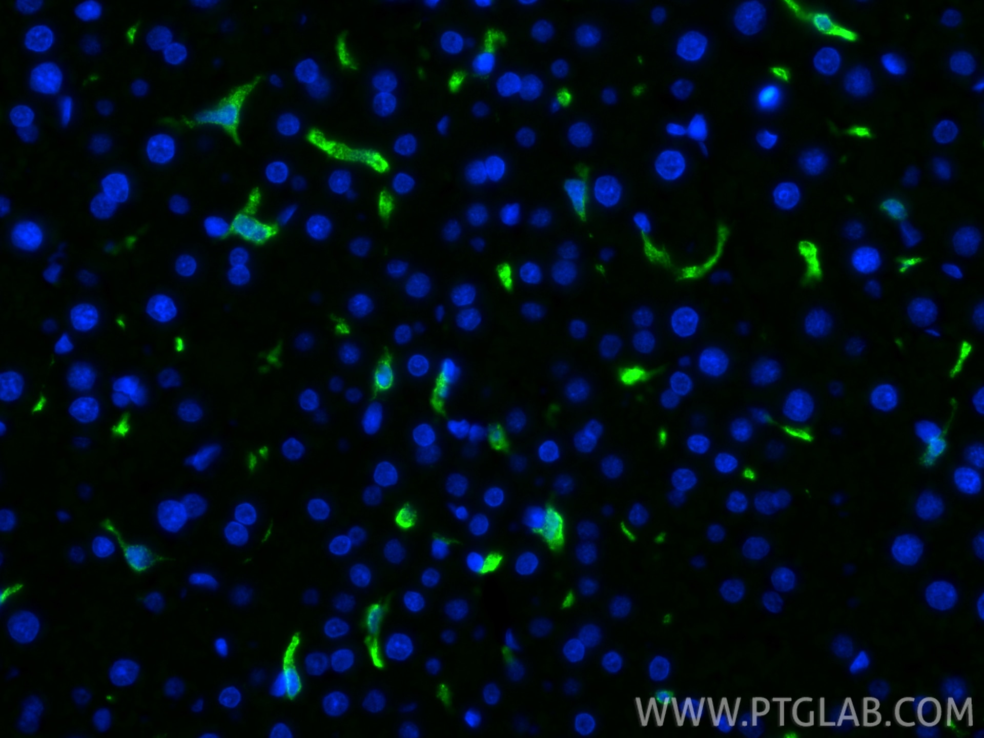 Immunofluorescence (IF) / fluorescent staining of rat liver tissue using CoraLite® Plus 488-conjugated CD163 Recombinant mo (CL488-83285-4)