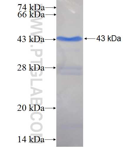 CD163 fusion protein Ag26721 SDS-PAGE