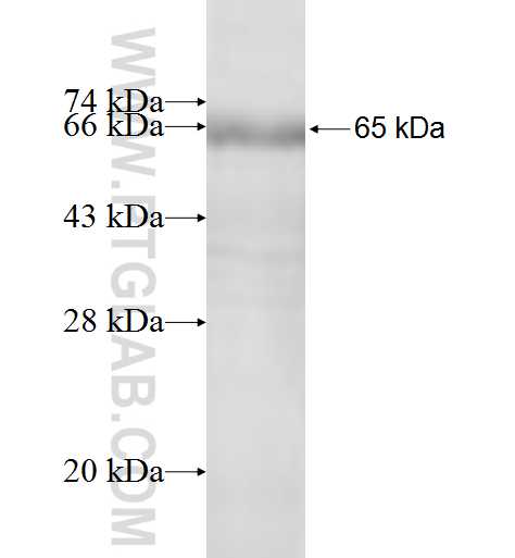 CD163 fusion protein Ag10029 SDS-PAGE