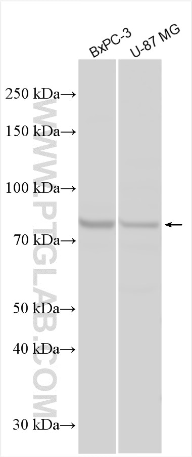 Western Blot (WB) analysis of various lysates using CD164 Polyclonal antibody (12083-2-AP)