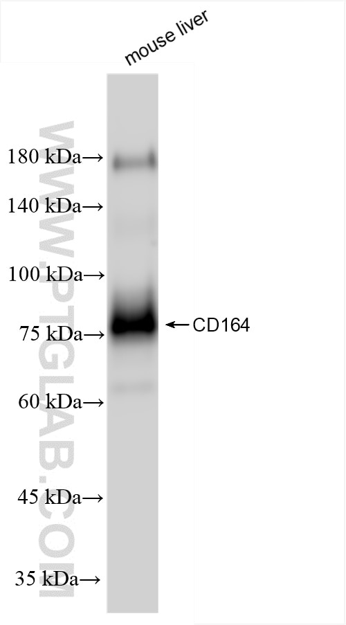 Western Blot (WB) analysis of mouse liver tissue using CD164 Recombinant antibody (85723-4-RR)
