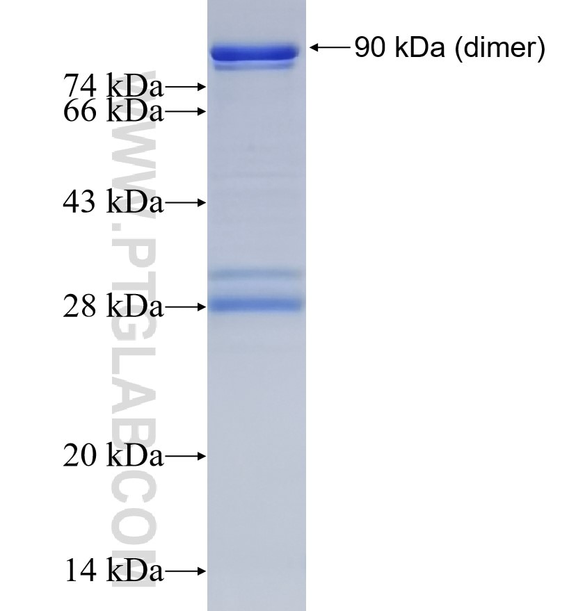 CD164 fusion protein Ag2715 SDS-PAGE