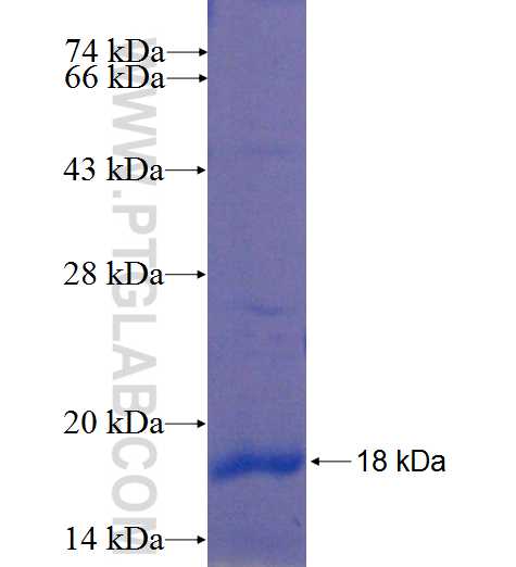 CD164L2 fusion protein Ag22435 SDS-PAGE