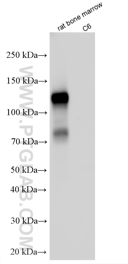 Western Blot (WB) analysis of various lysates using CD177 Polyclonal antibody (33733-1-AP)