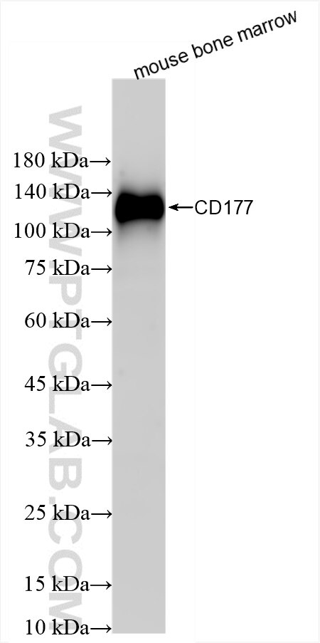 Western Blot (WB) analysis of mouse bone marrow using CD177 Recombinant antibody (86454-1-RR)