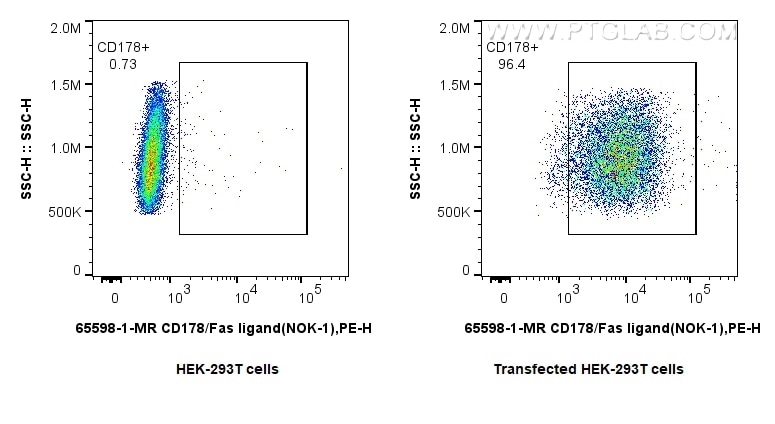 Flow cytometry (FC) experiment of Transfected HEK-293T cells using Anti-Human CD178 (Fas ligand) (NOK-1) Mouse IgG2a  (65598-1-MR)