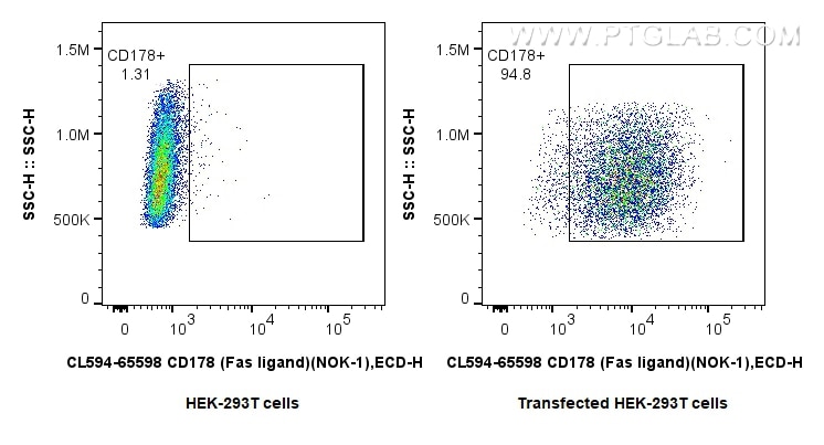 1x10^6 HEK-293T cells or CD178 transfected HEK-293T cells were surface stained with 0.25 ug CoraLite®594 Anti-Human CD178 (Fas ligand) (NOK-1) Mouse IgG2a RecAb (CL594-65598, Clone:NOK-1). Cells were not fixed. Flow cytometry (FC) experiment of Transfected HEK-293T cells using CoraLite®594 Anti-Human CD178 (Fas ligand) (NOK-1) (CL594-65598)