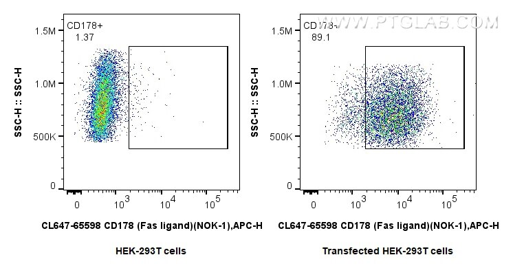 1x10^6 HEK-293T cells or CD178 transfected HEK-293T cells were surface stained with 0.25 ug CoraLite® Plus 647 Anti-Human CD178 (Fas ligand) (NOK-1) Mouse IgG2a RecAb (CL647-65598, Clone: NOK-1). Cells were not fixed. Flow cytometry (FC) experiment of Transfected HEK-293T cells using CoraLite® Plus 647 Anti-Human CD178 (Fas ligand) ( (CL647-65598)
