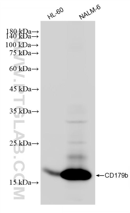 WB analysis using 87298-1-RR (same clone as 87298-1-PBS) Western Blot (WB) analysis of various lysates using CD179b Recombinant monoclonal antibody (87298-1-RR)