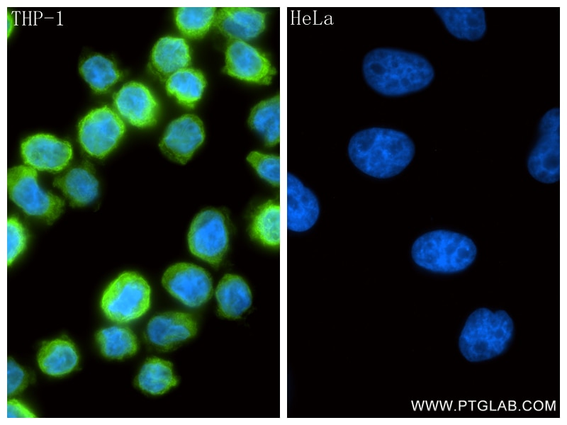 IF Staining of THP-1 using 87449-1-RR Immunofluorescence (IF) / fluorescent staining of THP-1 cells using CD18 Recombinant monoclonal antibody (87449-1-RR)