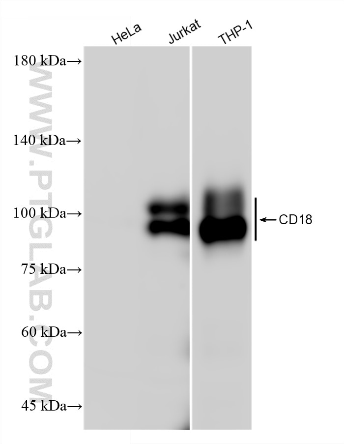 WB analysis using 87449-1-RR Western Blot (WB) analysis of various lysates using CD18 Recombinant monoclonal antibody (87449-1-RR)