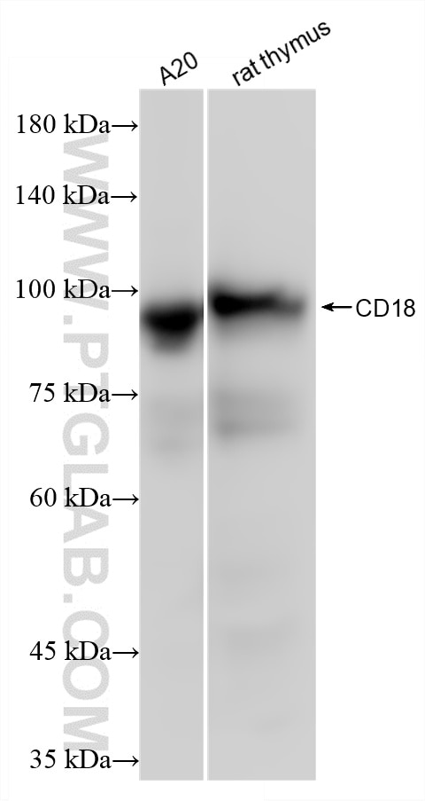 WB analysis using 87481-1-RR (same clone as 87481-1-PBS) Western Blot (WB) analysis of various lysates using CD18 Recombinant monoclonal antibody (87481-1-RR)