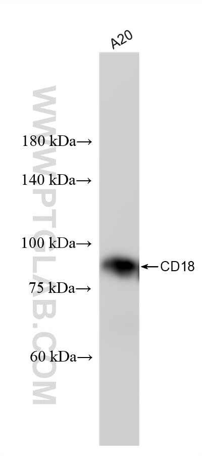 Western Blot (WB) analysis of A20 cells using CD18 Recombinant monoclonal antibody (87481-1-RR)