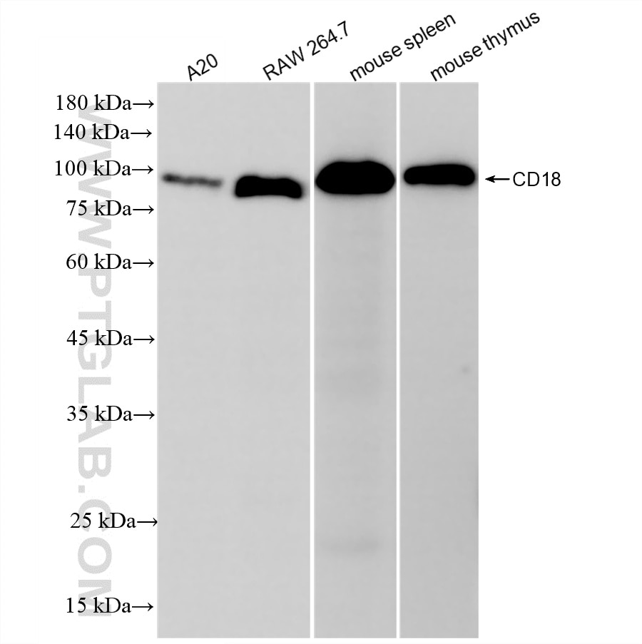 WB analysis using 87481-2-RR (same clone as 87481-2-PBS) Western Blot (WB) analysis of various lysates using CD18 Recombinant monoclonal antibody (87481-2-RR)