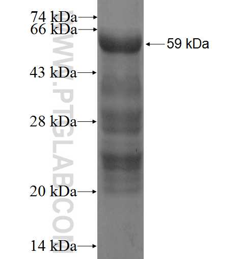 CD18 fusion protein Ag0861 SDS-PAGE