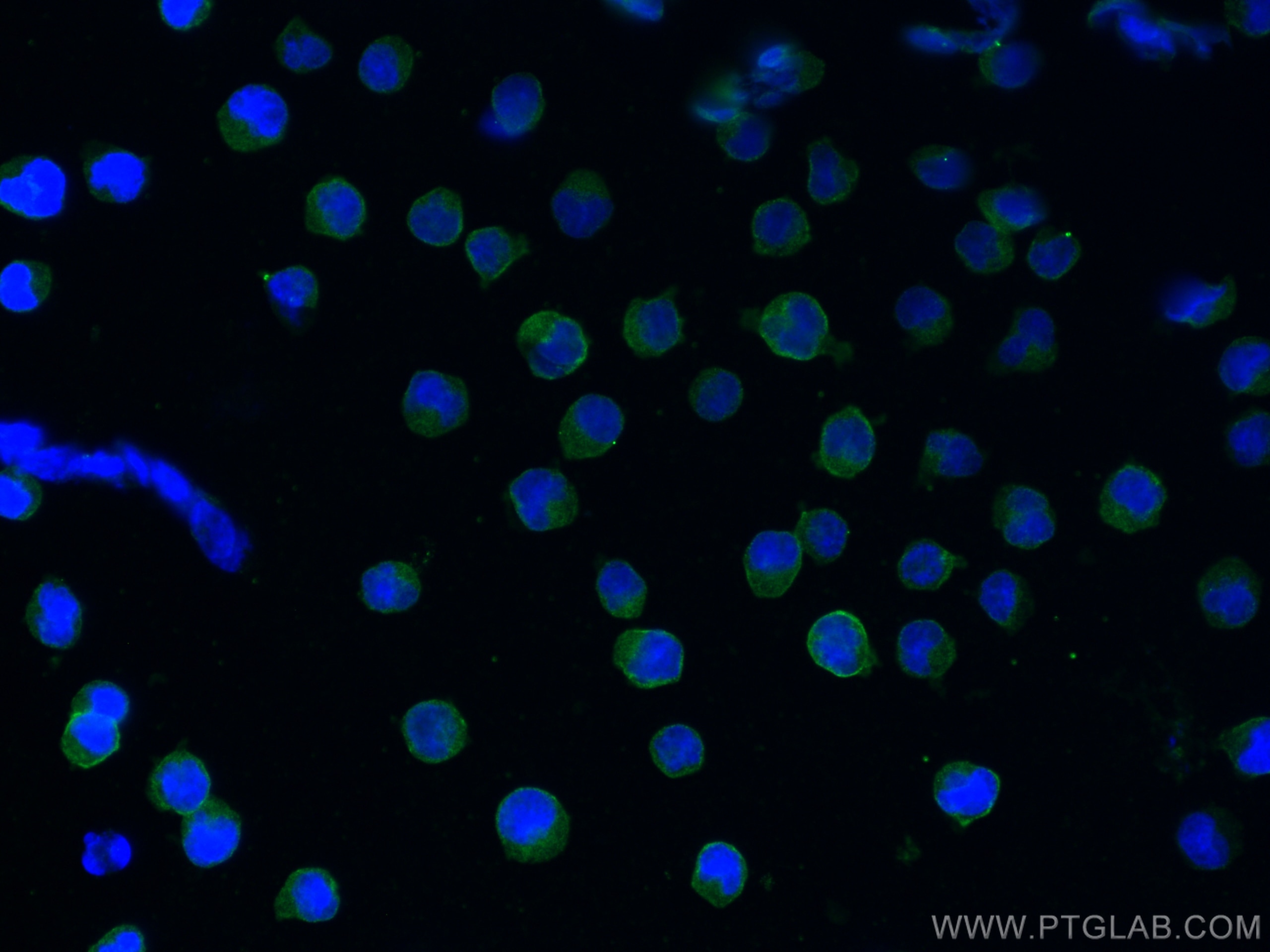 Immunofluorescence (IF) / fluorescent staining of Raji cells using CD19 Polyclonal antibody (27949-1-AP)