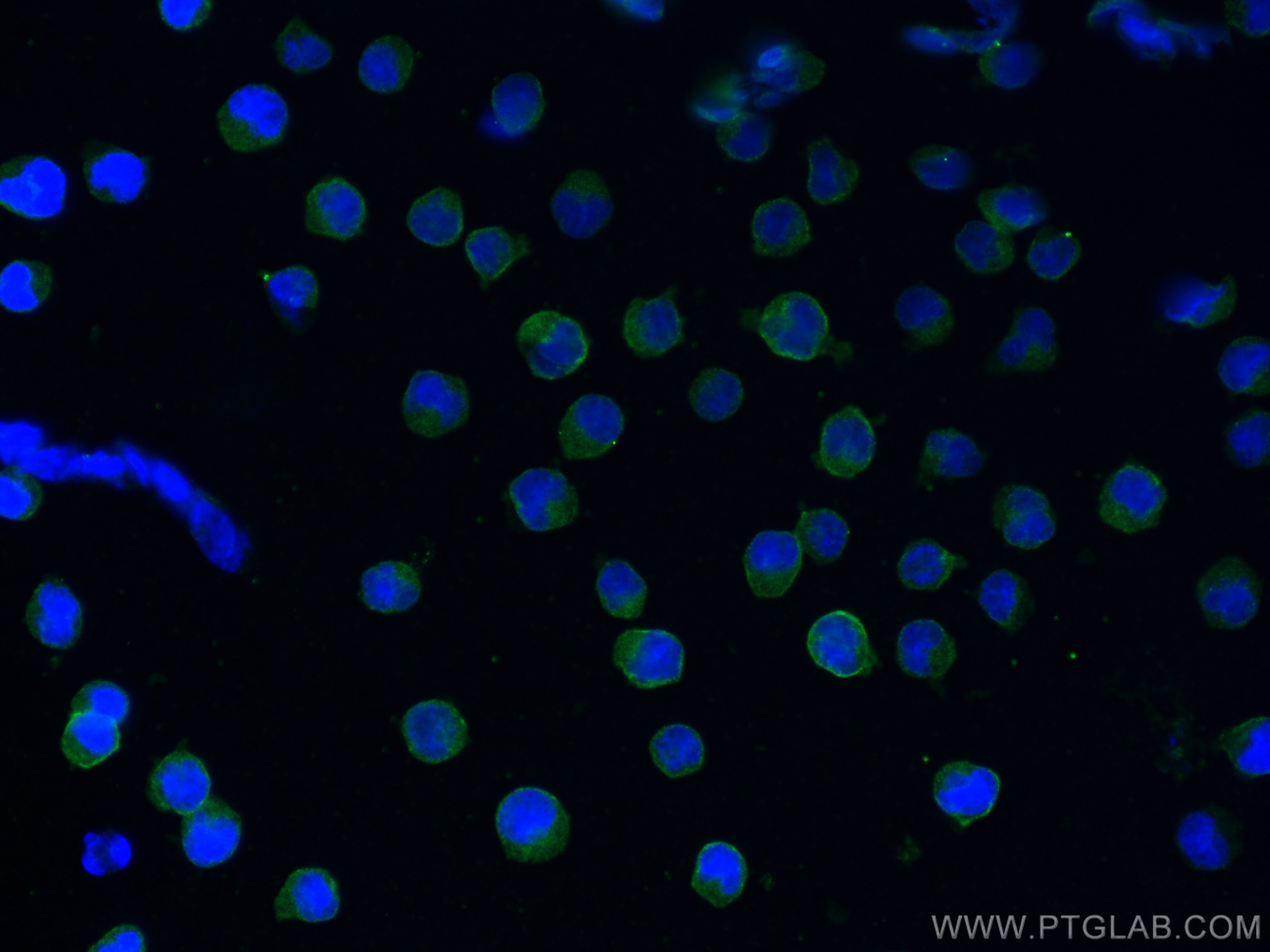 IF Staining of Raji using 27949-1-AP